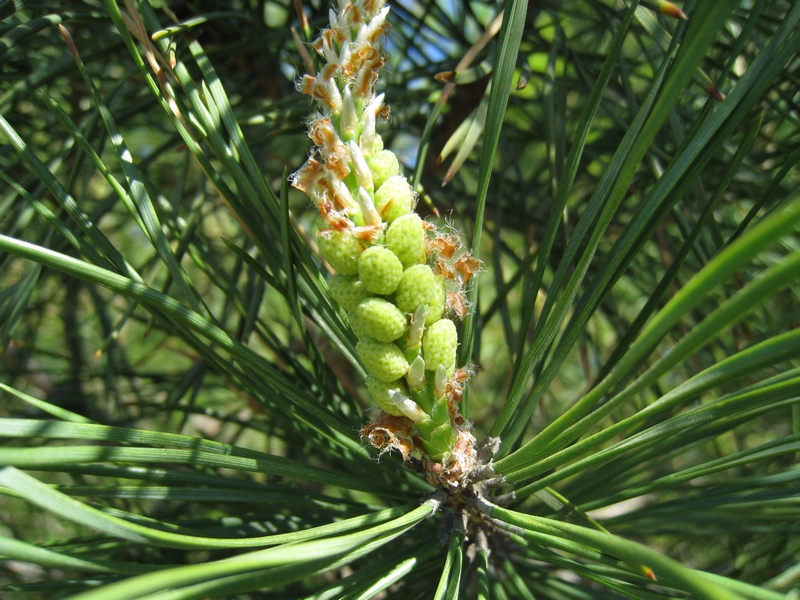 Изображение особи Pinus sylvestris.