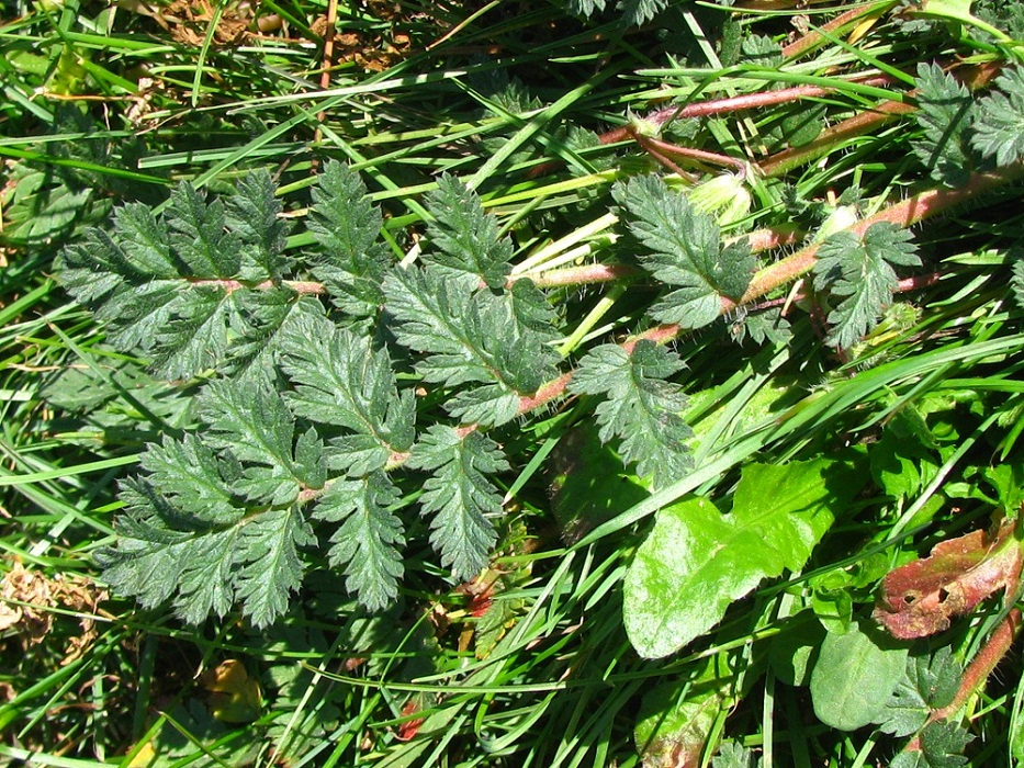 Image of Erodium cicutarium specimen.