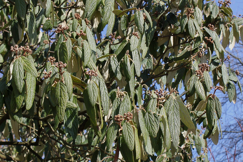 Image of Viburnum rhytidophyllum specimen.