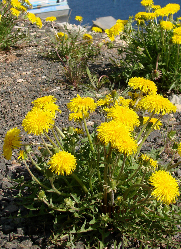 Изображение особи род Taraxacum.