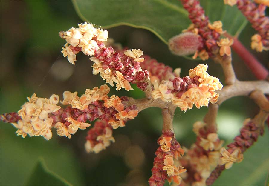 Изображение особи Rhus ovata.