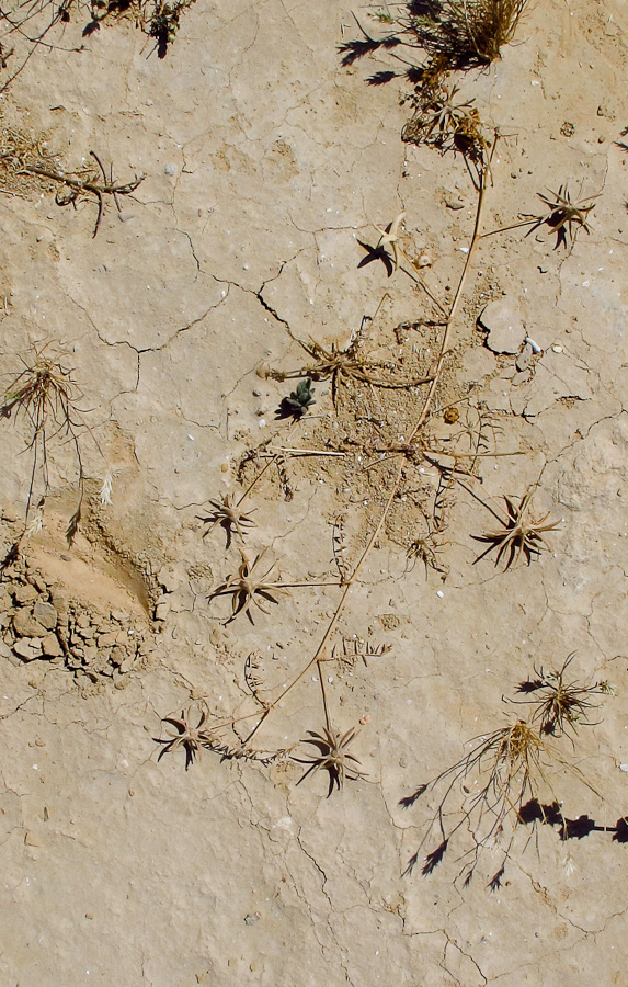 Image of Astragalus asterias specimen.