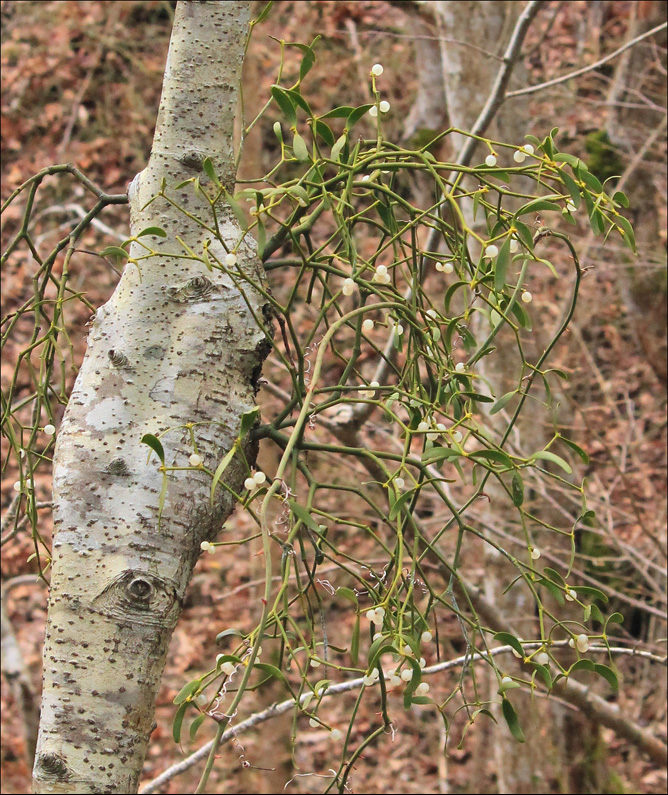 Image of Viscum album specimen.