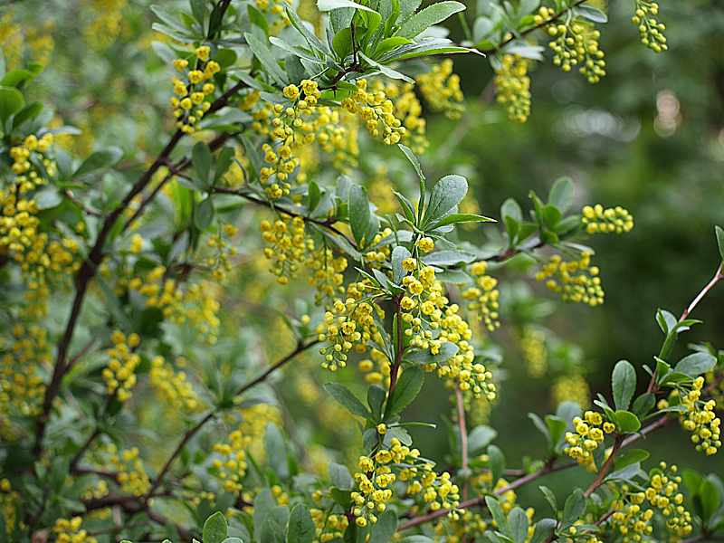 Image of Berberis vulgaris specimen.