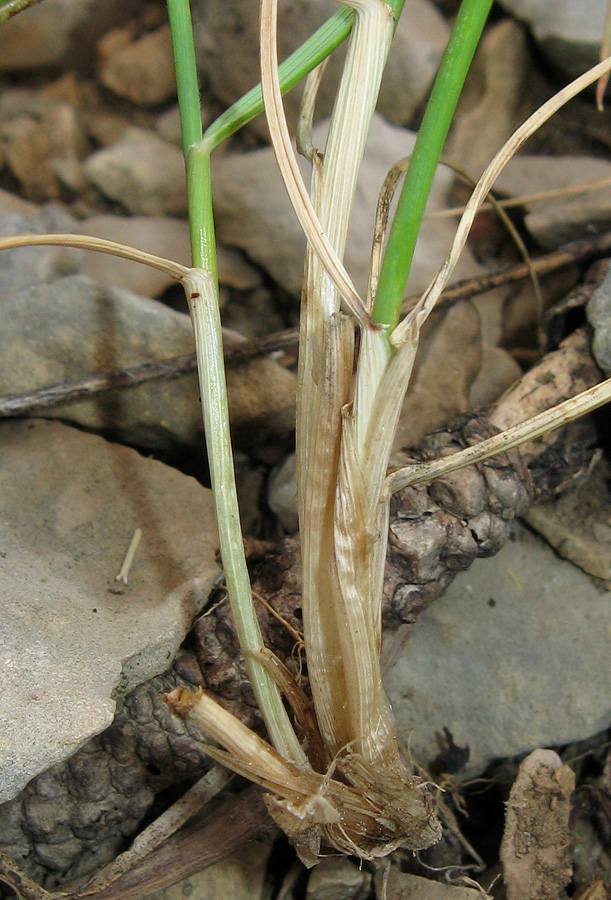 Image of Elytrigia strigosa specimen.