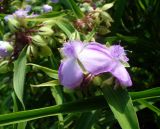 Tradescantia virginiana