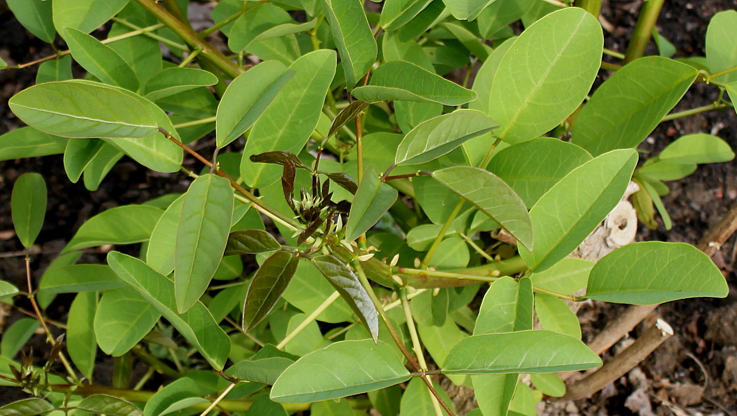 Image of Erythrina crista-galli specimen.