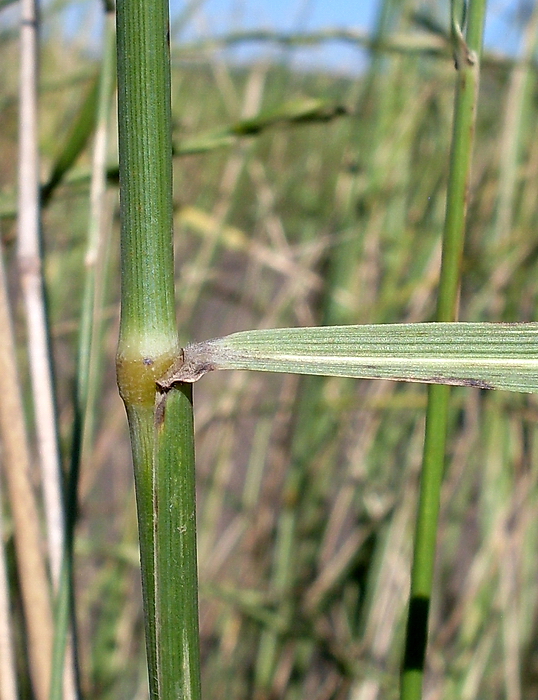 Image of Elytrigia obtusiflora specimen.