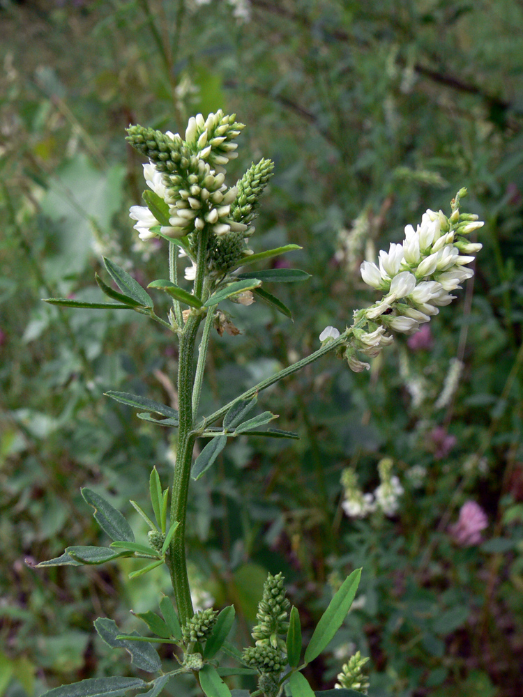 Изображение особи Melilotus albus.