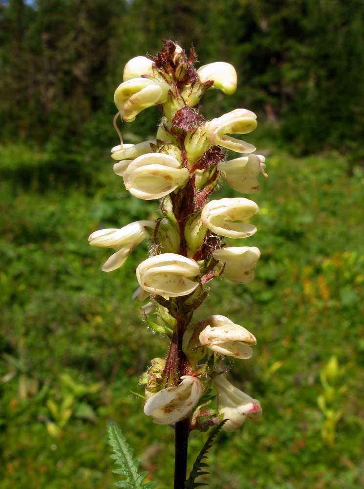 Изображение особи Pedicularis brachystachys.