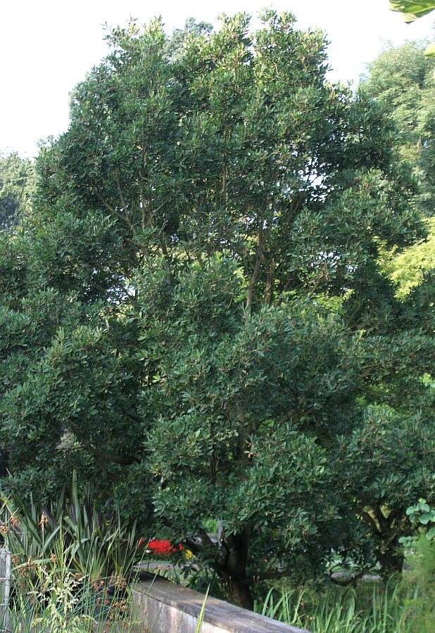 Image of Quercus &times; hispanica specimen.