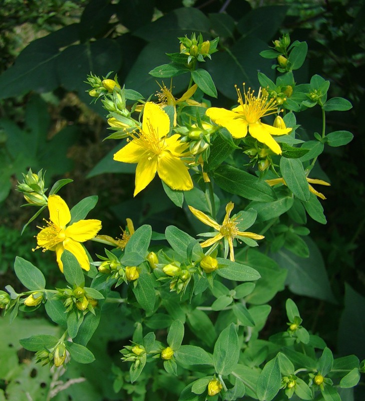 Image of Hypericum perforatum specimen.