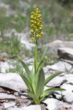 Orchis punctulata