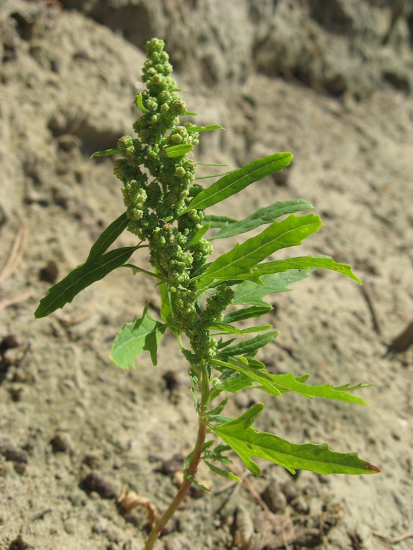 Image of Chenopodium ficifolium specimen.