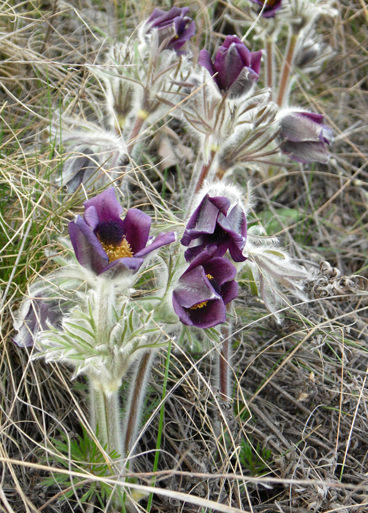 Изображение особи род Pulsatilla.