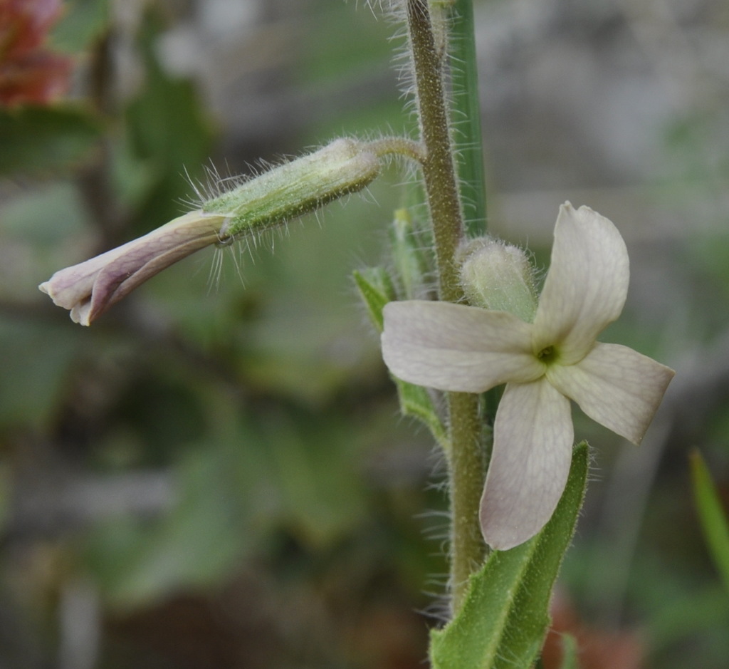 Image of Hesperis laciniata specimen.