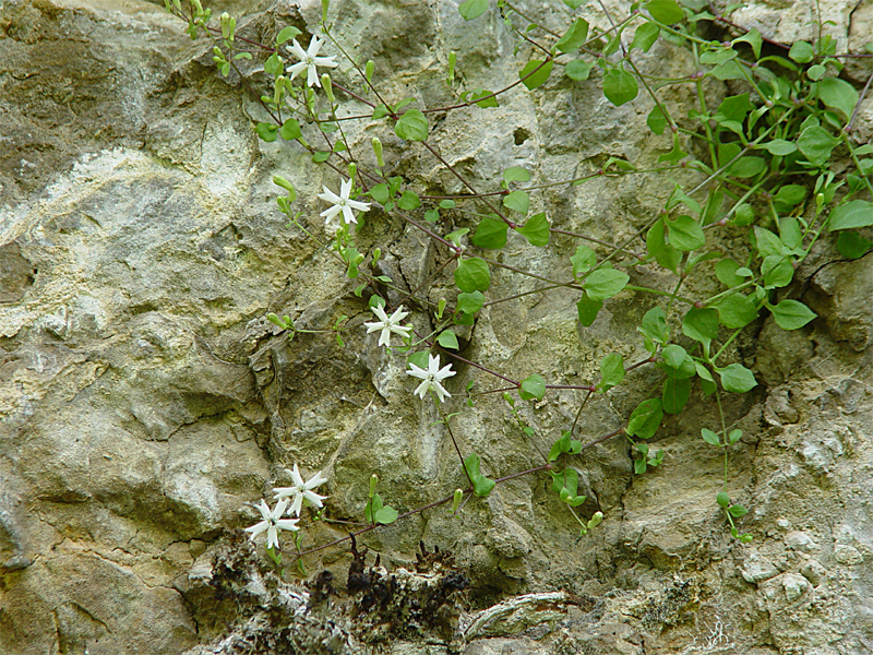 Image of Petrocoma hoefftiana specimen.