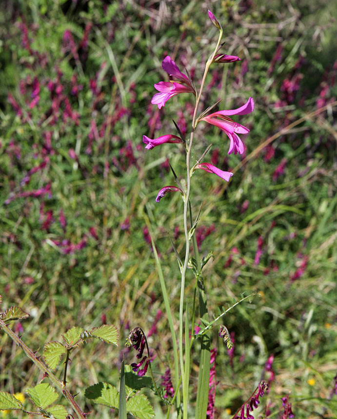 Image of Gladiolus italicus specimen.