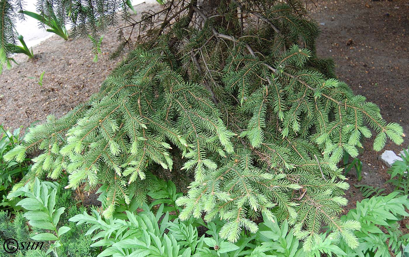 Image of Picea pungens specimen.