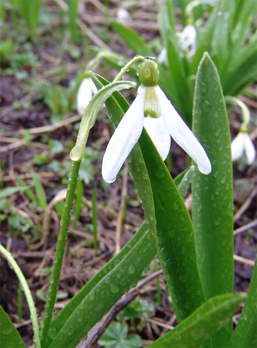 Изображение особи Galanthus platyphyllus.