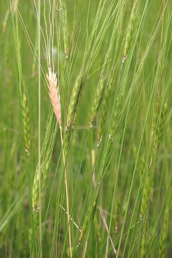 Изображение особи Triticum boeoticum.