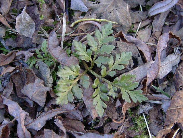 Изображение особи Botrychium robustum.