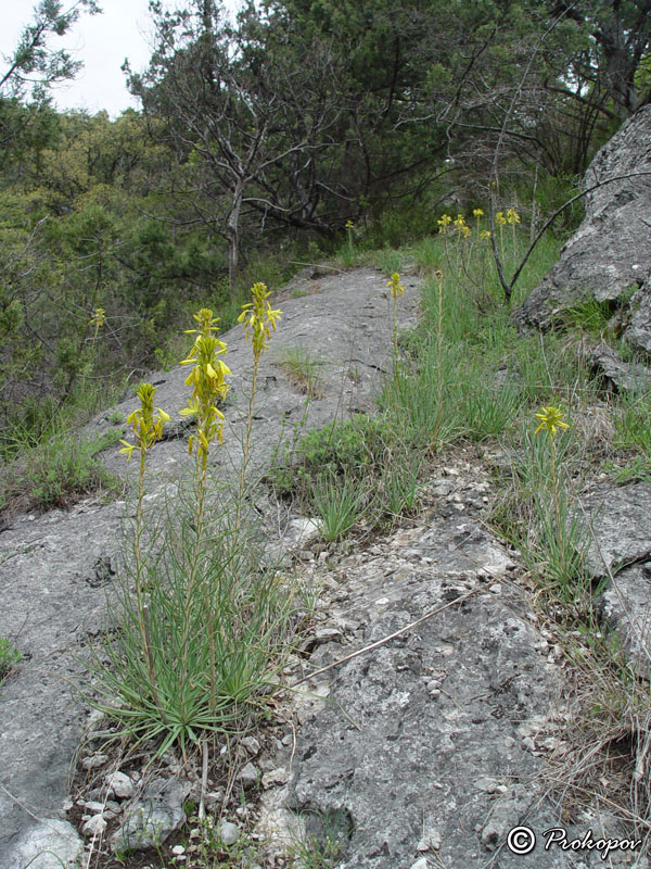 Image of Asphodeline lutea specimen.