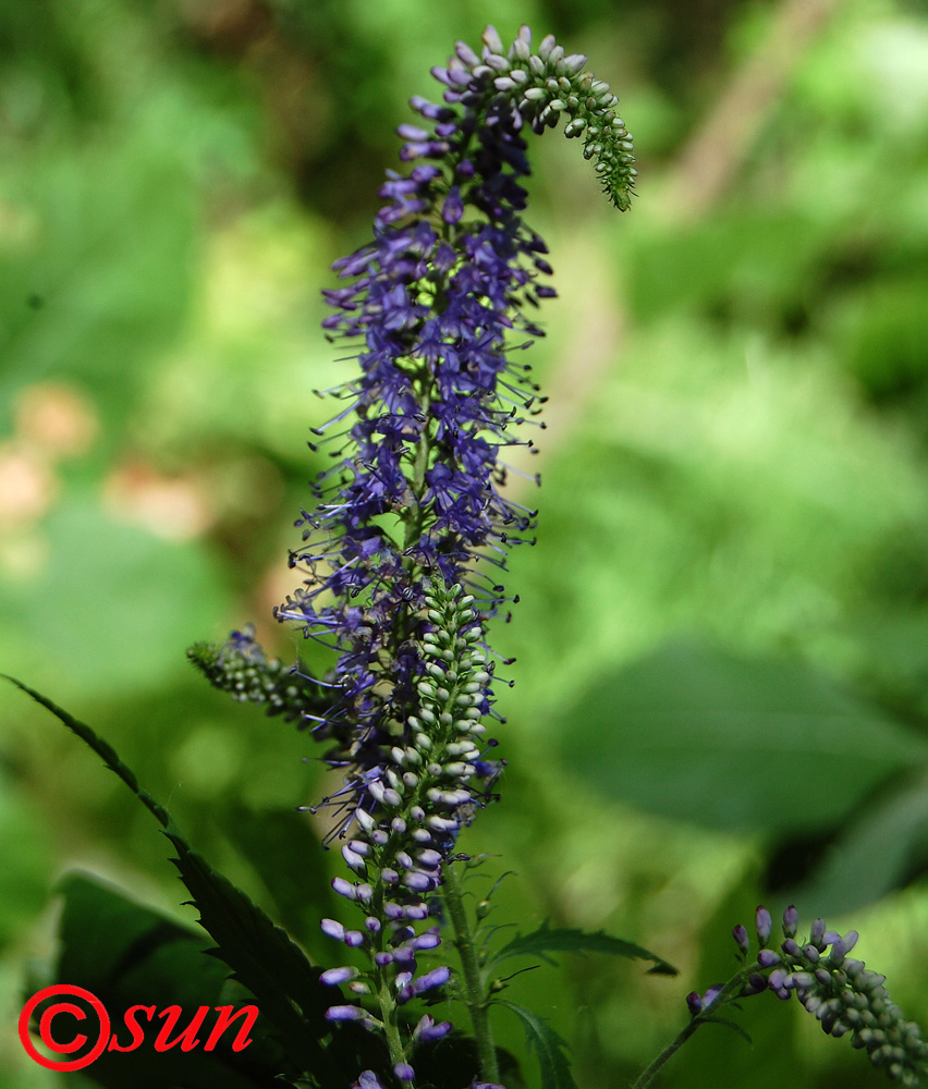 Image of Veronica longifolia specimen.