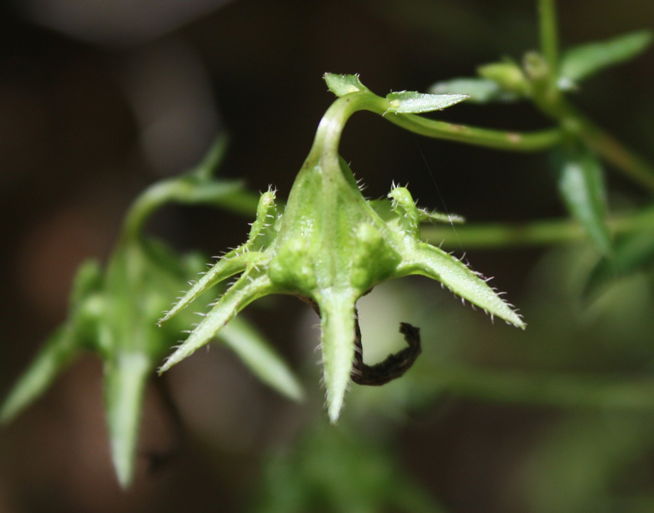 Image of Campanula hohenackeri specimen.