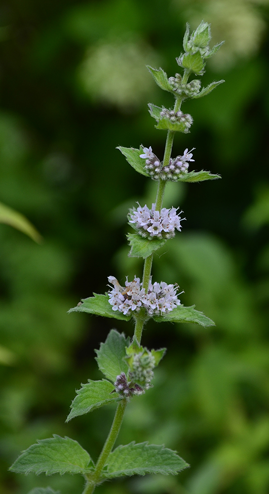 Image of Mentha &times; dalmatica specimen.