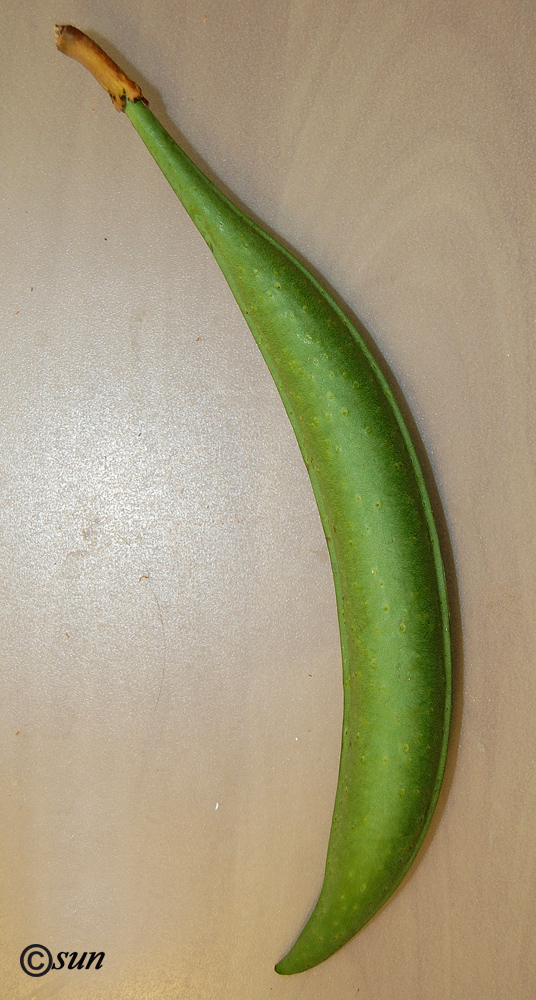 Image of Campsis radicans specimen.