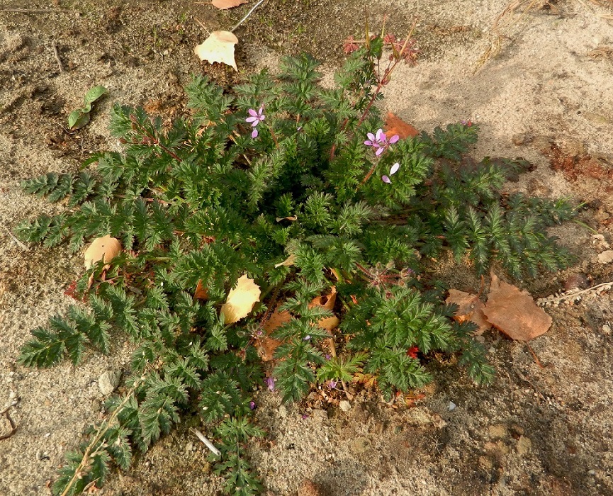 Image of Erodium cicutarium specimen.