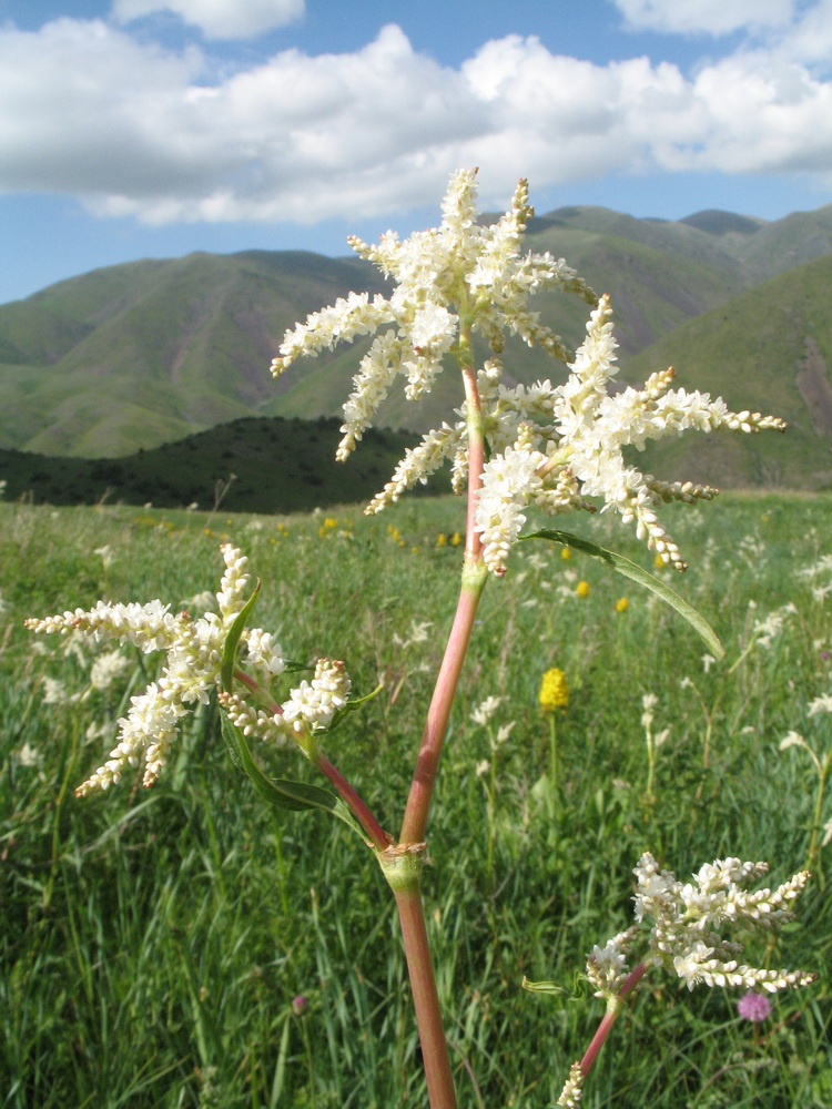 Изображение особи Aconogonon alpinum.