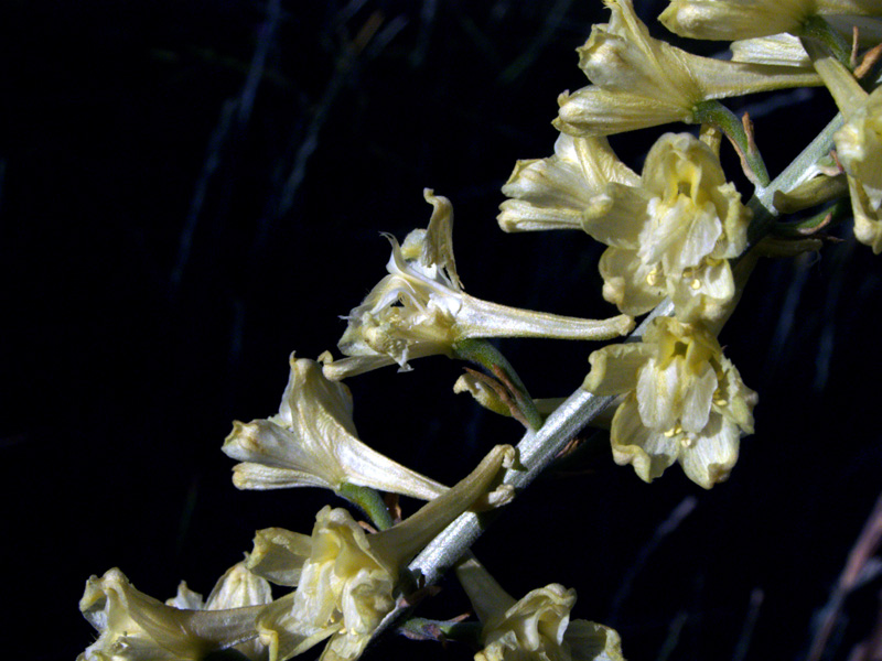 Image of Delphinium biternatum specimen.