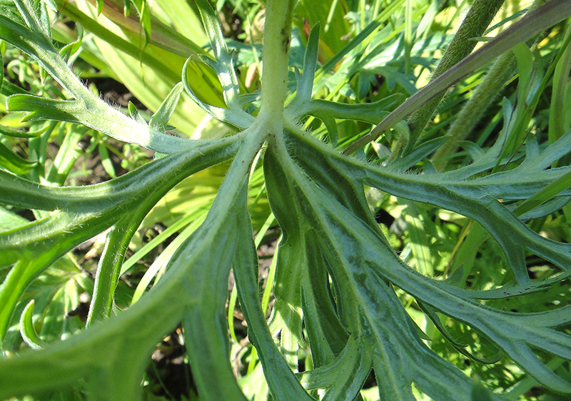 Image of Aconitum barbatum specimen.