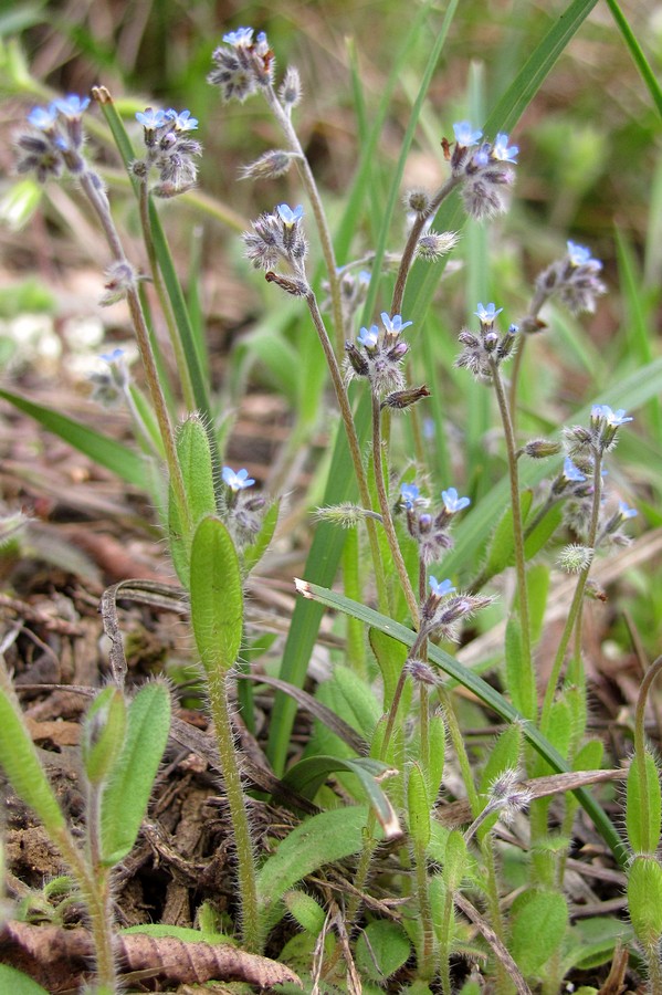 Image of Myosotis ramosissima specimen.