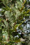 Quercus pubescens. Побег. Черногория, окр. пос. Пржно (Pržno). 07.10.2014.
