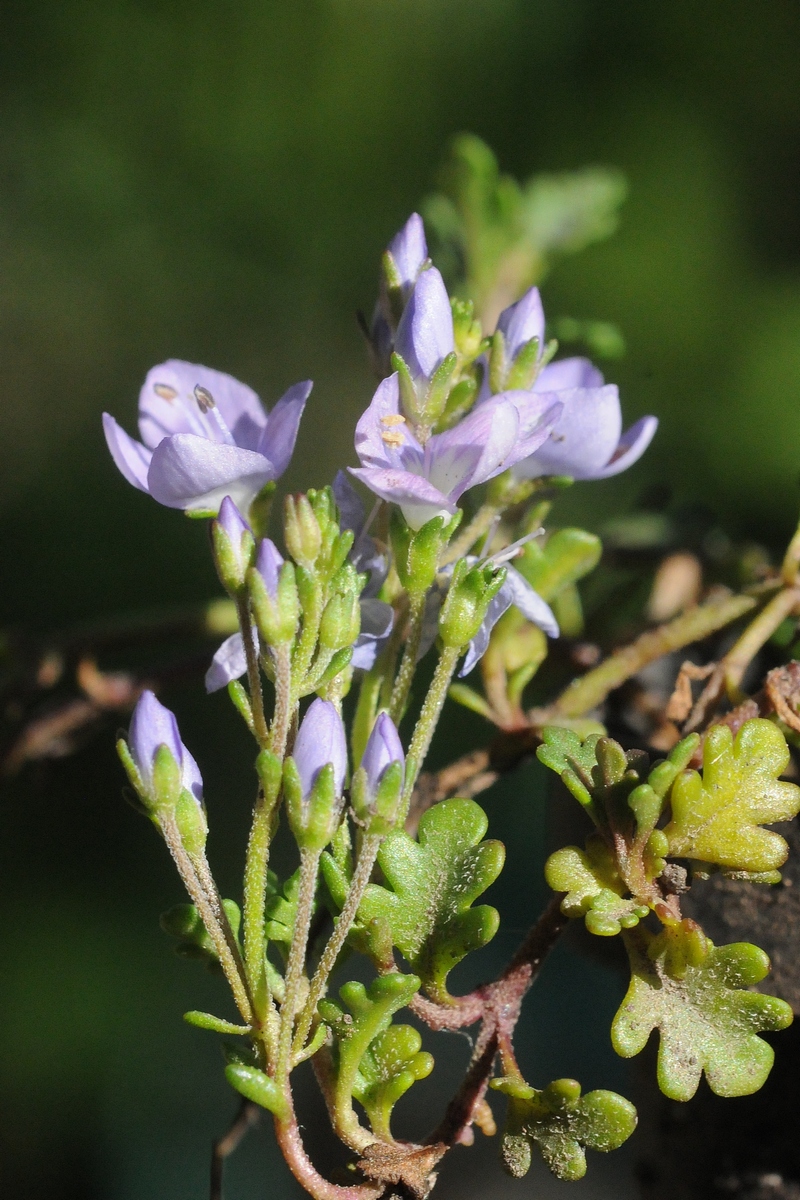 Image of Veronica oltensis specimen.