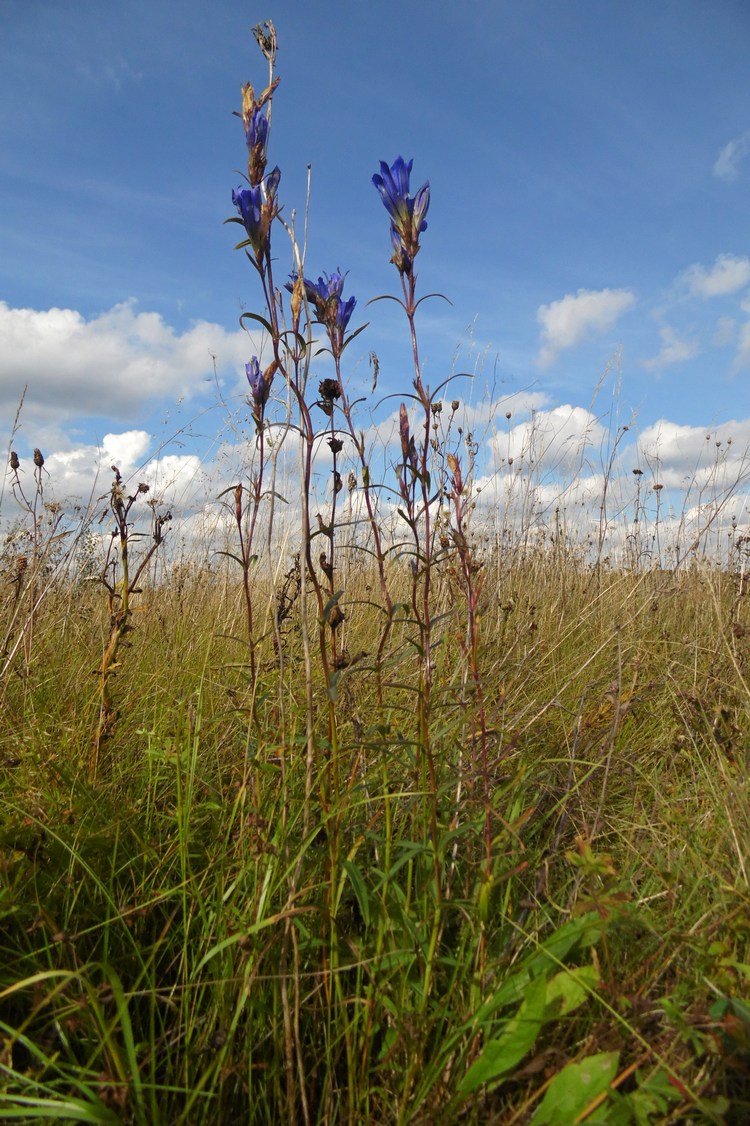 Изображение особи Gentiana pneumonanthe.