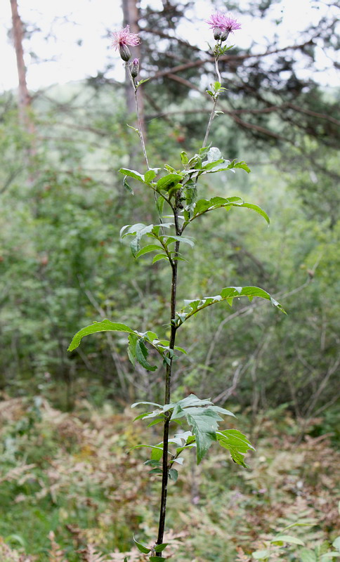 Image of Serratula coronata specimen.