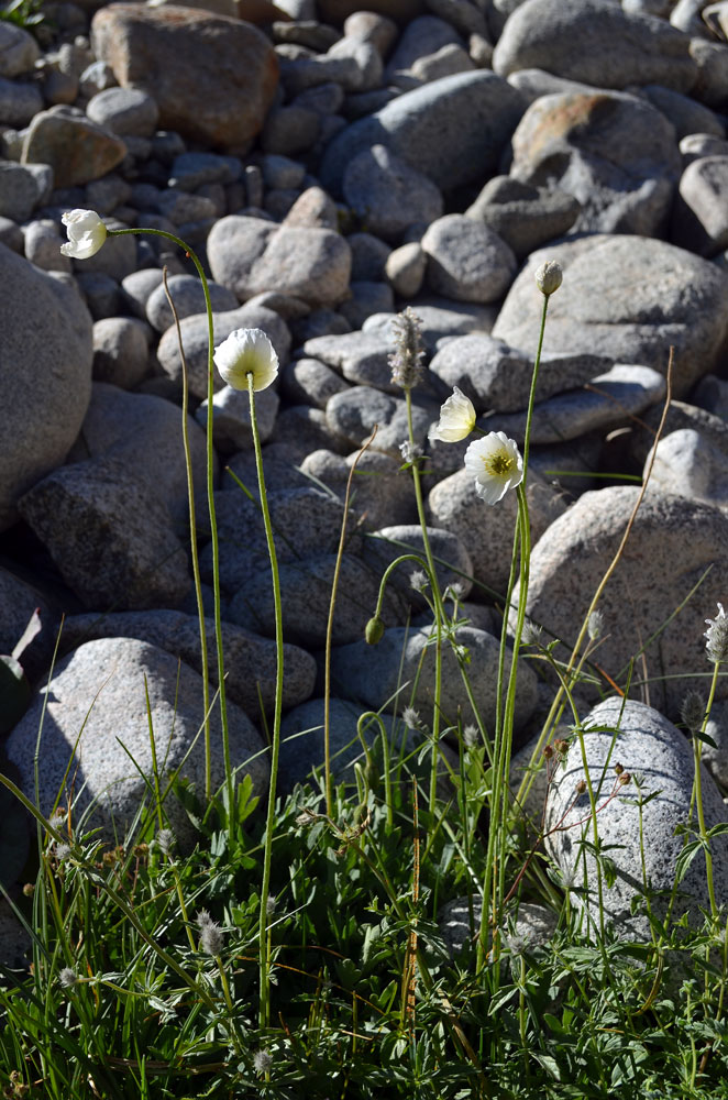 Image of Papaver involucratum specimen.