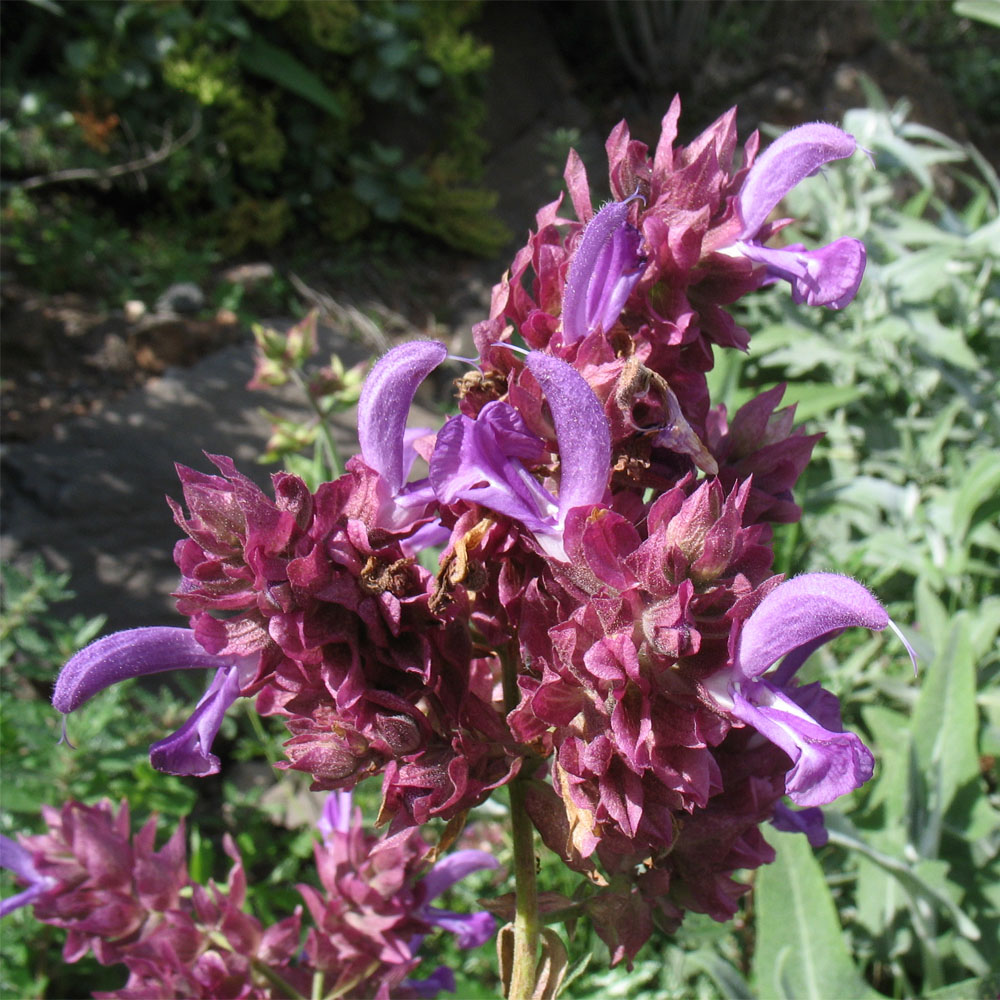 Image of Salvia canariensis specimen.