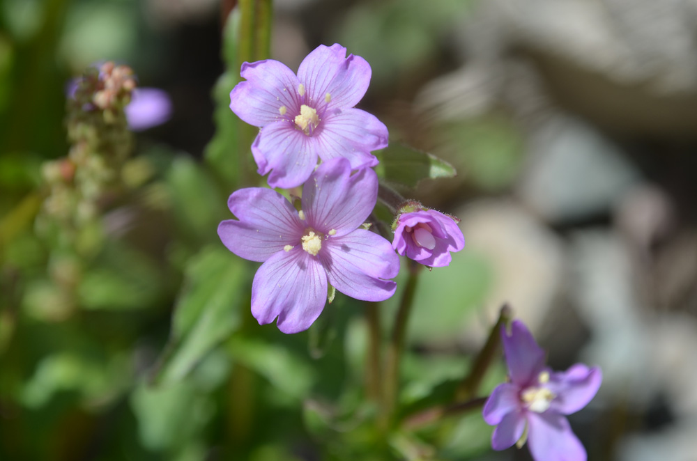 Image of genus Epilobium specimen.