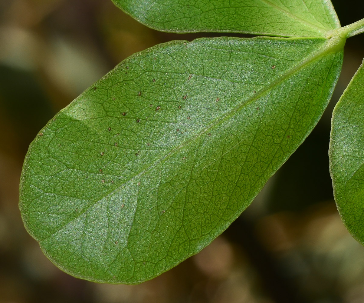 Image of Schotia latifolia specimen.