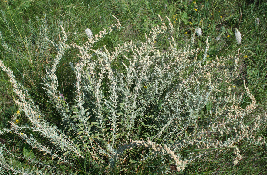 Image of Krascheninnikovia ceratoides specimen.