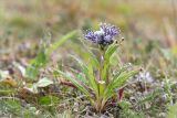 Saussurea alpina. Цветущее растение на приморском лугу. Мурманская обл., п-ов Средний, устье р. Выкат. 31.07.2015.