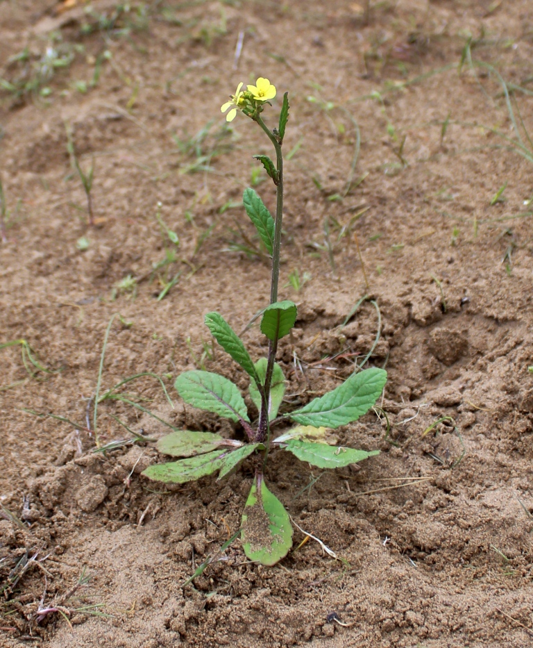 Image of Rapistrum rugosum specimen.