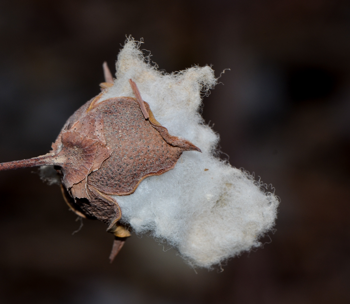 Image of genus Gossypium specimen.