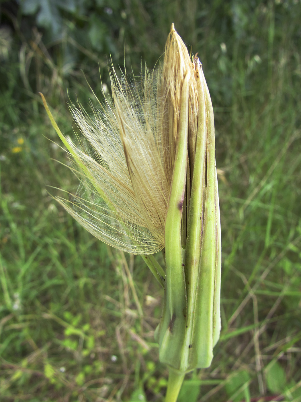 Image of Tragopogon porrifolius specimen.