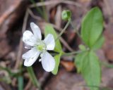 Moehringia lateriflora. Верхушка цветущего растения. Коми, г. Печора, смешанный лес в конце ул. Социалистической. 03.06.2016.